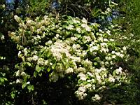 Viburnum dilatatum (fam Caprifoliacees) (Japon) (2) (Photo F. Mrugala)